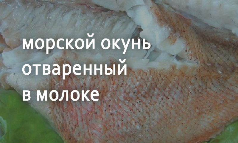 Морской окунь в молоке